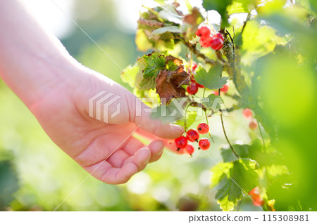 A child picking up red currant in the garden on a sunny summer day. Kids hand is stretching and grabbing ripe berries. 115308981