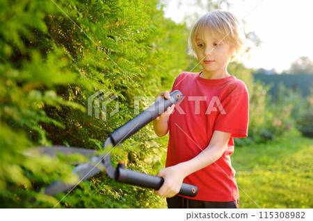 Portrait of cute preteen boy gardener. Child trimming thuja hedge with a pruner in domestic garden on sunny summer day. Kid helping parents with seasonal work in the yard 115308982