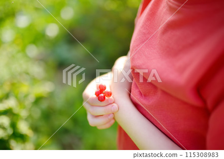 A child picking up red currant in the garden on a sunny summer day. Kids hand is stretching and grabbing ripe berries. 115308983
