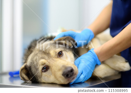 Veterinarian examines a large dog in veterinary clinic. Vet doctor applied a medical bandage for pet during treatment after the injury or surgery operation. Anesthesia for animals Veterinarian examines a large dog in veterinary clinic. Vet doctor applied a medical bandage for pet during treatment after the injury or surgery operation. Anesthesia for animals 115308995