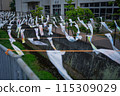    Carp streamer 115309029