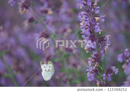 Cat's mint and cabbage white butterfly Cat's mint and cabbage white butterfly 115309252