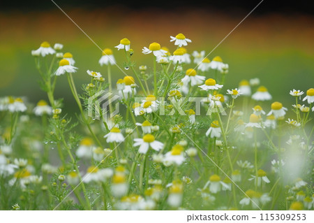 洋甘菊花和水滴 洋甘菊花和水滴 115309253