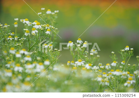 Chamomile flower field and flower field in background Chamomile flower field and flower field in background 115309254