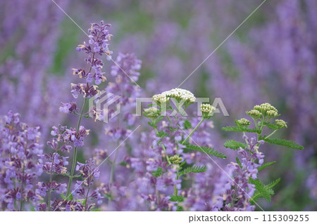 Catmint and white flowers Catmint and white flowers 115309255