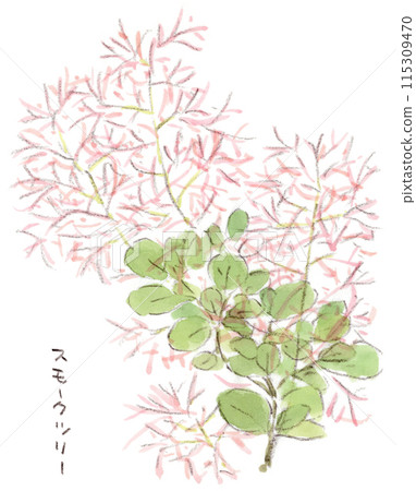 初夏植物、神秘花朵和紅煙樹的水彩插圖 初夏植物、神秘花朵和紅煙樹的水彩插圖 115309470