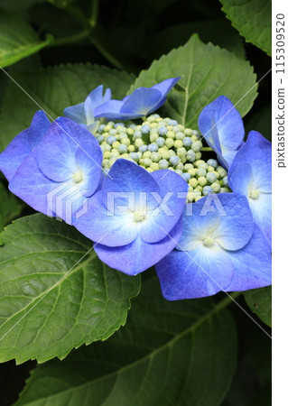 Blue hydrangea 115309520