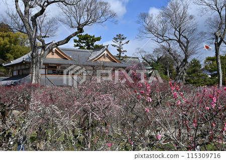 Kitano Tenmangu Shrine Plum Blossom Festival 115309716