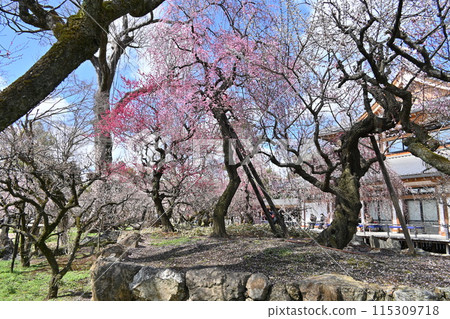 北野天滿宮梅花節 115309718
