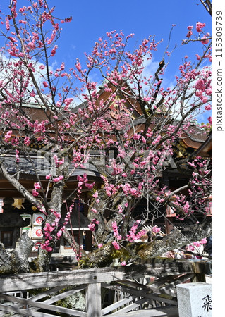 北野天滿宮梅花節 115309739