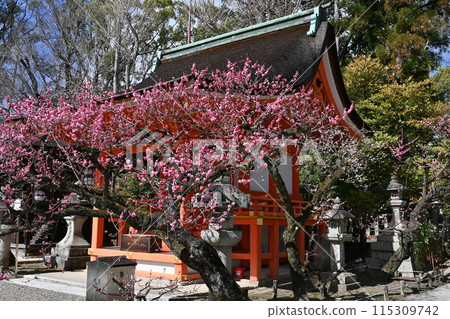 Kitano Tenmangu Shrine Plum Blossom Festival Kitano Tenmangu Shrine Plum Blossom Festival 115309742