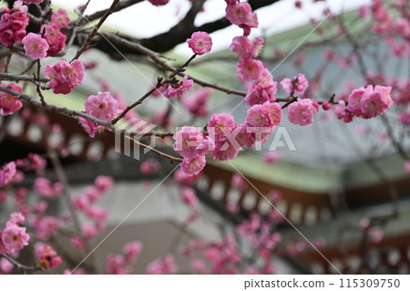 北野天滿宮梅花節 115309750