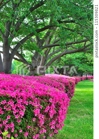 埼玉縣營美里公園杜鵑花和櫻花盛開的景色 115309821