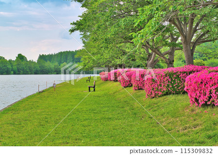 埼玉縣營美里公園杜鵑花和櫻花盛開的景色 埼玉縣營美里公園杜鵑花和櫻花盛開的景色 115309832