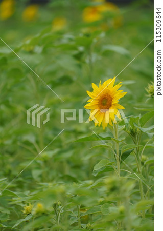 summer flowers, yellow flowers summer flowers, yellow flowers 115309844