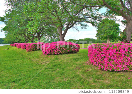 Azaleas in full bloom and rows of cherry blossom trees at Saitama Prefectural Misato Park Azaleas in full bloom and rows of cherry blossom trees at Saitama Prefectural Misato Park 115309849