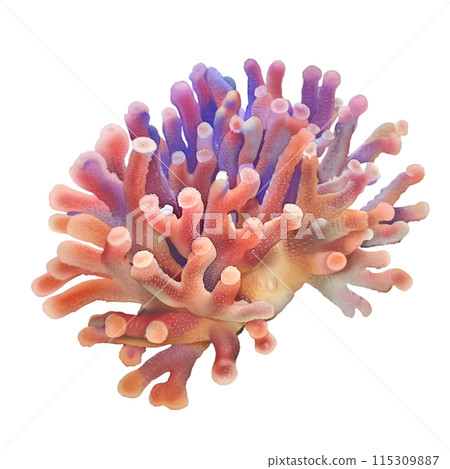 coral isolated on white background 115309887