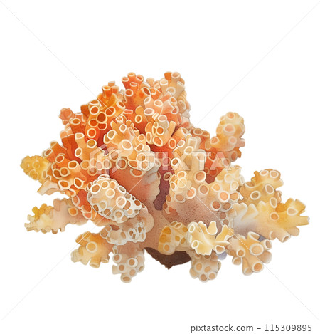 coral isolated on white background 115309895