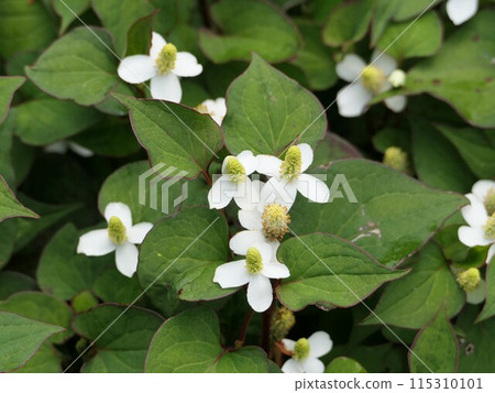 White Houttuynia cordata flowers June White Houttuynia cordata flowers June 115310101