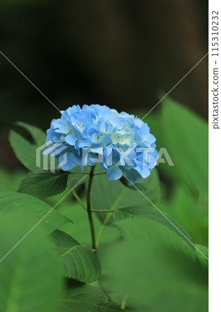 藍色繡球花 115310232