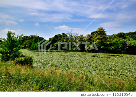 Spring scenery of water lilies near the Kawasemi Village in Mizumoto Park Spring scenery of water lilies near the Kawasemi Village in Mizumoto Park 115310543