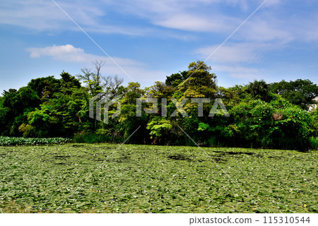 Spring scenery of water lilies near the Kawasemi Village in Mizumoto Park Spring scenery of water lilies near the Kawasemi Village in Mizumoto Park 115310544