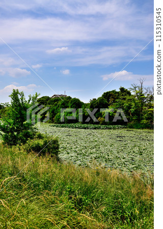 春天水元公園川瀨美之裡附近的睡蓮風景 春天水元公園川瀨美之裡附近的睡蓮風景 115310545