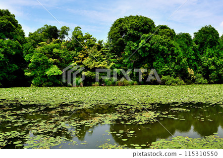 Spring scenery of water lilies near the Kawasemi Village in Mizumoto Park Spring scenery of water lilies near the Kawasemi Village in Mizumoto Park 115310550