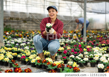 Young woman worker sitting down holding a pot of primrose flower in greenhouse 115311026