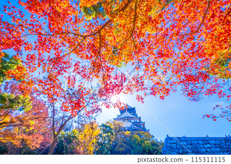 Autumn leaves of Osaka Castle 115311115