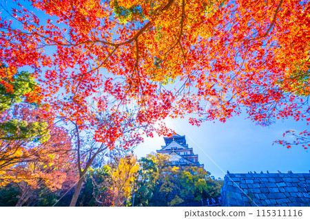 Autumn leaves of Osaka Castle 115311116