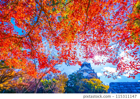 大阪城堡秋葉 大阪城堡秋葉 115311147
