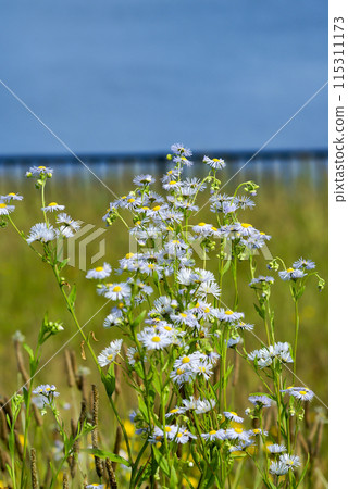 Spring Asters (Fringe) on the Shinano River and Yasuragi Embankment 115311173