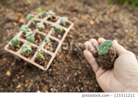 秋葵種子發芽 115311211