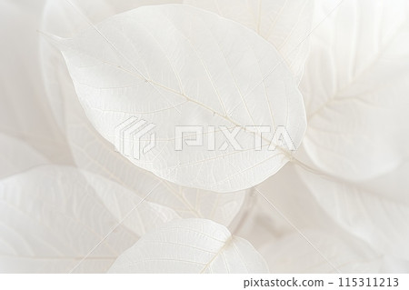 純白色精緻葉脈背景 115311213