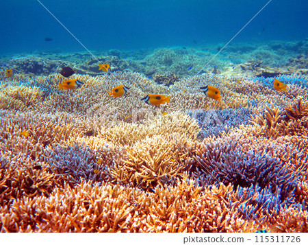 Hifukiaigo 湧向蔓延的 Eda 珊瑚 115311726