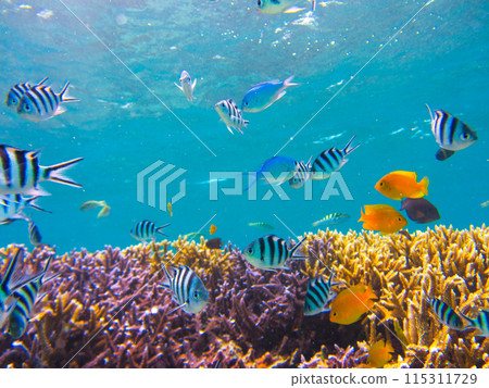 Damselfish schooling in the subtropical sea 115311729