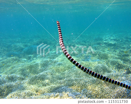 A sea snake coming to the surface to breathe A sea snake coming to the surface to breathe 115311730