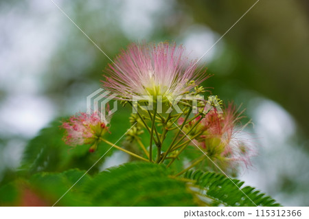 Nemnoki花 115312366