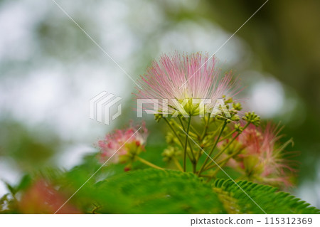 Nemnoki flower Nemnoki flower 115312369