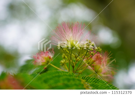 Nemnoki flower 115312370