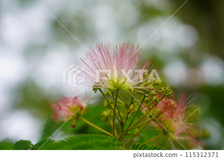 Nemnoki flower 115312371
