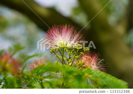 Nemnoki花 Nemnoki花 115312386