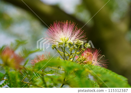 Nemnoki flower Nemnoki flower 115312387