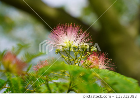 Nemnoki flower Nemnoki flower 115312388