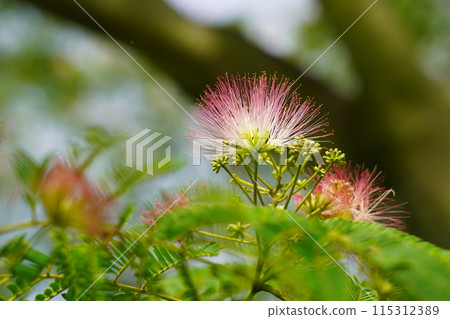 Nemnoki flower 115312389
