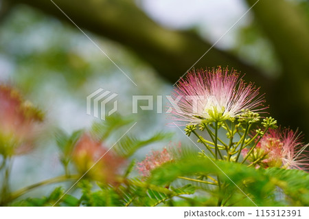 Nemnoki flower 115312391