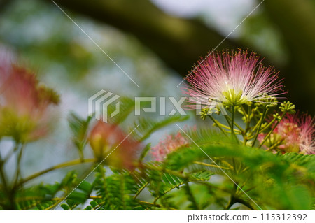 Nemnoki花 Nemnoki花 115312392