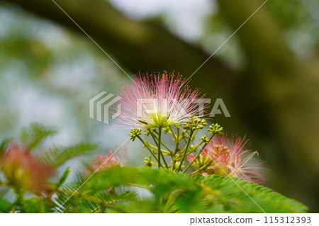 Nemnoki flower Nemnoki flower 115312393