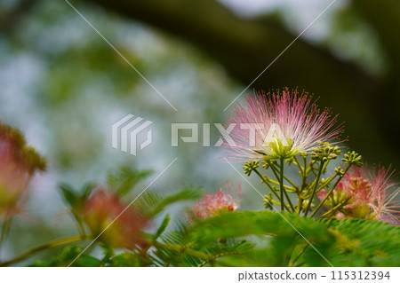 Nemnoki flower Nemnoki flower 115312394